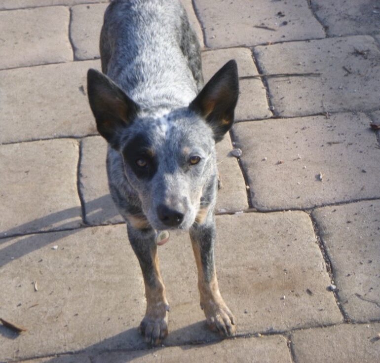 **ADOPTED** “Tidda” – Pretty, 11mo, blue female ACD seeks active new home.  Maldon Victoria.