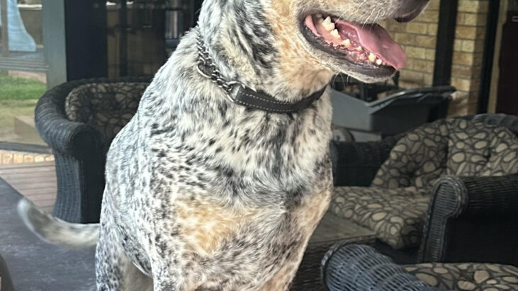 **ADOPTED** ZAZU – Lovely 4yo Female Blue ACD (mix?) – Mount Nathan QLD