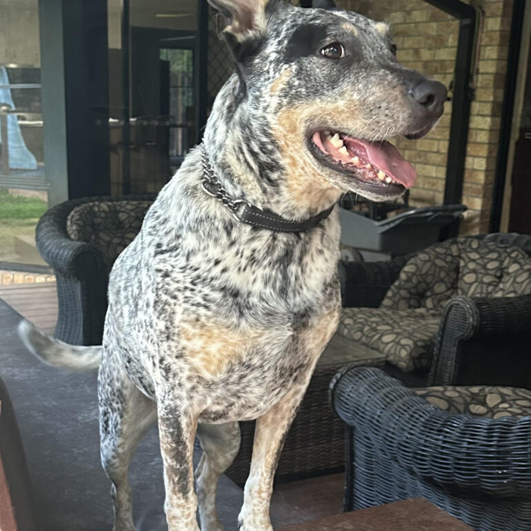 **ADOPTED** ZAZU – Lovely 4yo Female Blue ACD (mix?) – Mount Nathan QLD