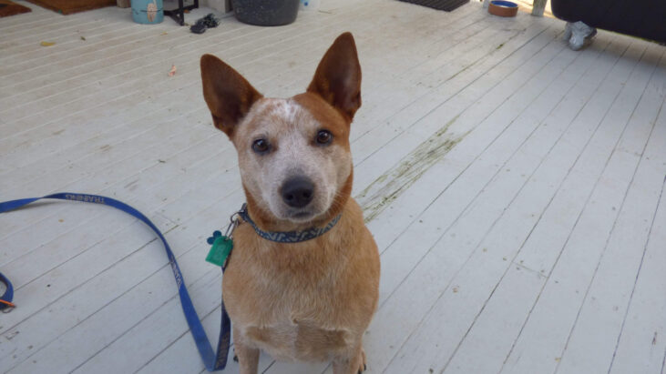 “Macca” Gorgeous 4yo, red female ACD seeks forever home – AWL Shoalhaven NSW