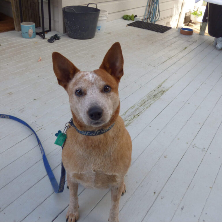 “Macca” Gorgeous 4yo, red female ACD seeks forever home – AWL Shoalhaven NSW