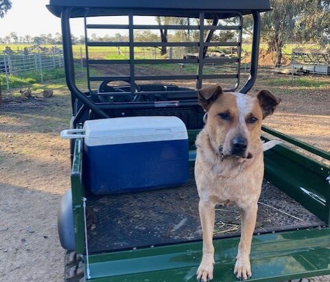 **ADOPTION PENDING**Bailey – Lovely 6yo red Cattle Dog seeks new forever home – Echuca Victoria