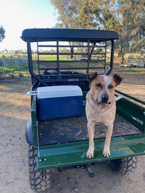 **ADOPTION PENDING**Bailey – Lovely 6yo red Cattle Dog seeks new forever home – Echuca Victoria