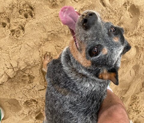 **ADOPTED** “Airlie” – Gorgeous, Active, 9mo Blue Female ACD – Wollongong, NSW