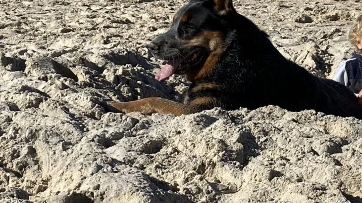 “Basil” Gorgeous 4yo Male ACD seeks new owner with breed experience. Pottsville, Northern NSW