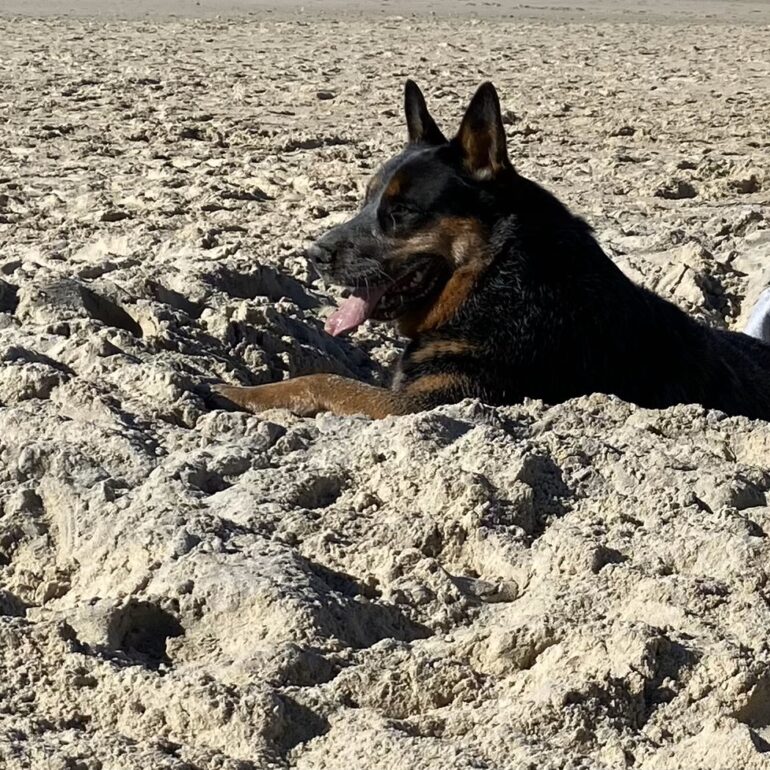 “Basil” Gorgeous 4yo Male ACD seeks new owner with breed experience. Pottsville, Northern NSW