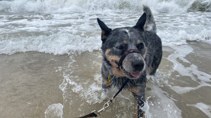 **ADOPTED** “Blue Girl” Stunning, 6yo Blue female ACD seeks suitable, loving home. Gold Coast QLD