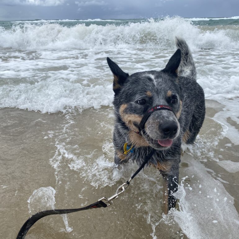 **ADOPTED** “Blue Girl” Stunning, 6yo Blue female ACD seeks suitable, loving home. Gold Coast QLD