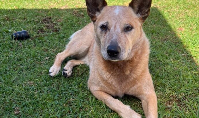 Ruby – Stunning red female ASTCD, 8yo, seeks loving new home. Adelaide SA