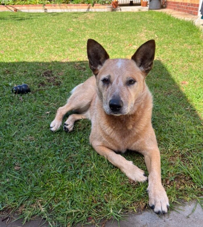 Ruby – Stunning red female ASTCD, 8yo, seeks loving new home. Adelaide SA