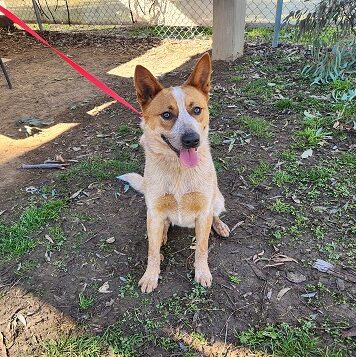 **ADOPTED** “Tonka” – 9 month old ACD, lovely social boy that is dog and kid friendly – DAS Canberra