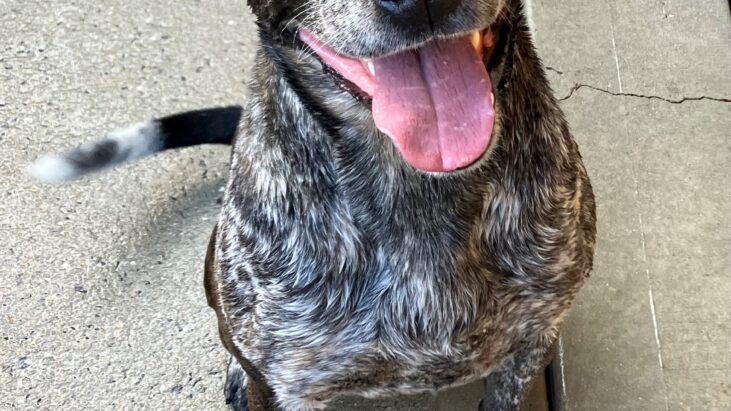 **In Rescue** “Duke” – 6 year old sweet blue boy that loves his people – Queanbeyan Pound NSW