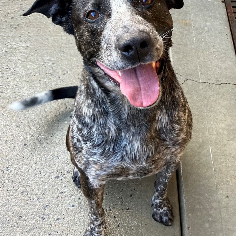 **In Rescue** “Duke” – 6 year old sweet blue boy that loves his people – Queanbeyan Pound NSW