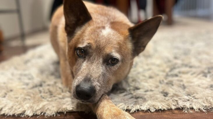 “Bear” – **ADOPTION PENDING** Gorgeous red ACD male, approx 3 years old, active boy seeks active home – Sydney NSW