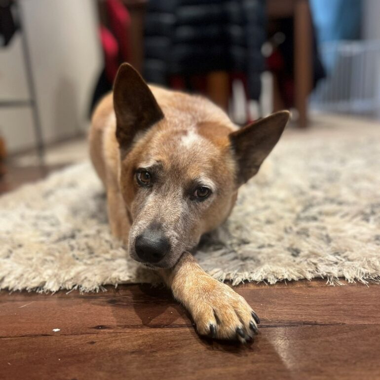 “Bear” – **ADOPTION PENDING** Gorgeous red ACD male, approx 3 years old, active boy seeks active home – Sydney NSW