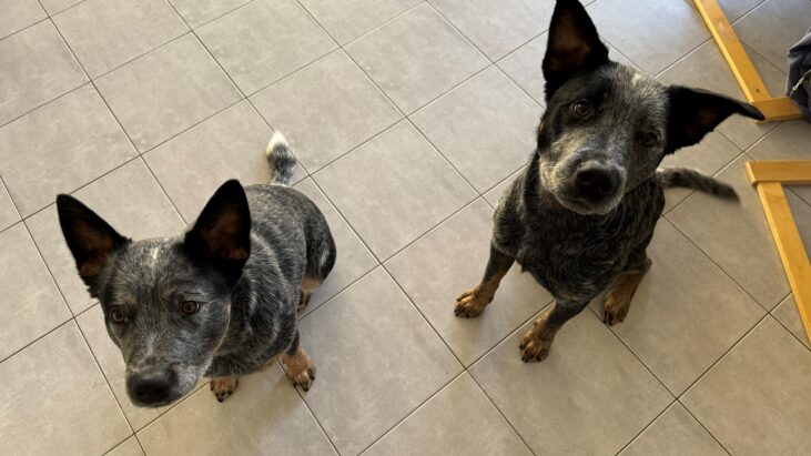 “Sheldon” & “Wilbur” – Two beautiful blue brothers, only 1 year old – Perth WA