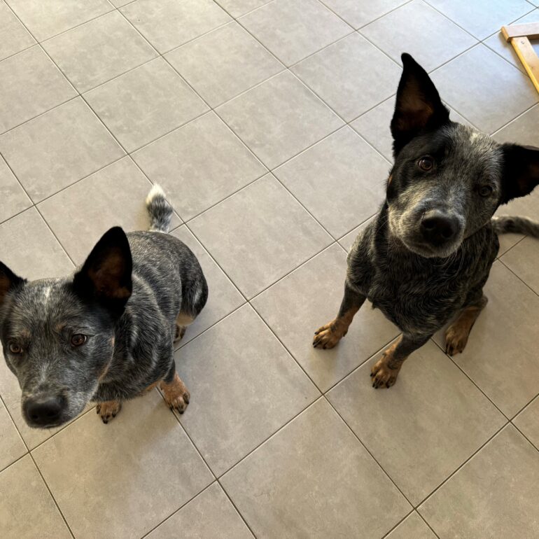 “Sheldon” & “Wilbur” – Two beautiful blue brothers, only 1 year old – Perth WA