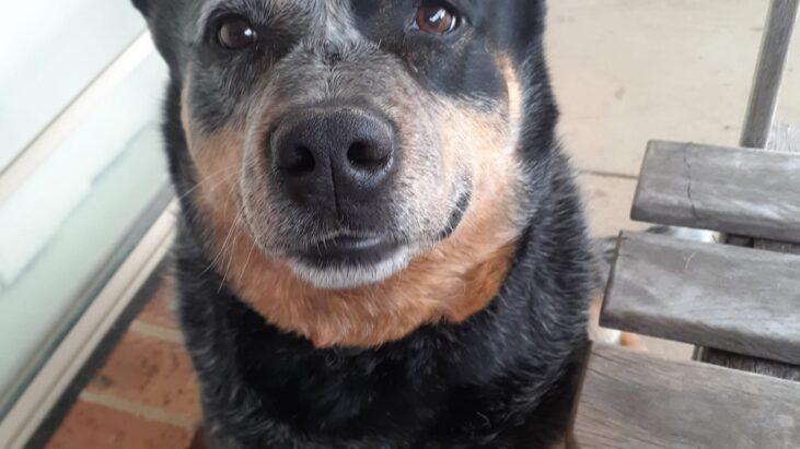 **Expressions of Interest** “Zack”, Stunning, 6yo Pedigree Blue Male ACD – Michelago NSW