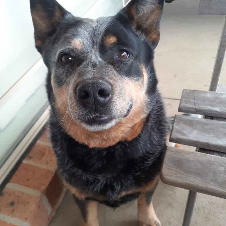 **Expressions of Interest** “Zack”, Stunning, 6yo Pedigree Blue Male ACD – Michelago NSW