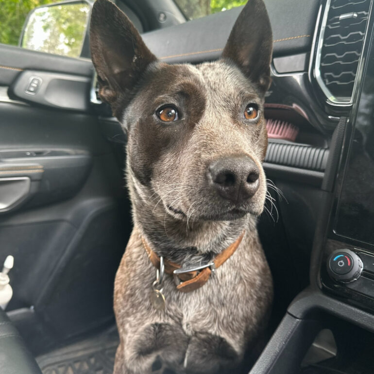 “Birdie” – Gorgeous 2yo Blue female ASTCD – Roberston, NSW