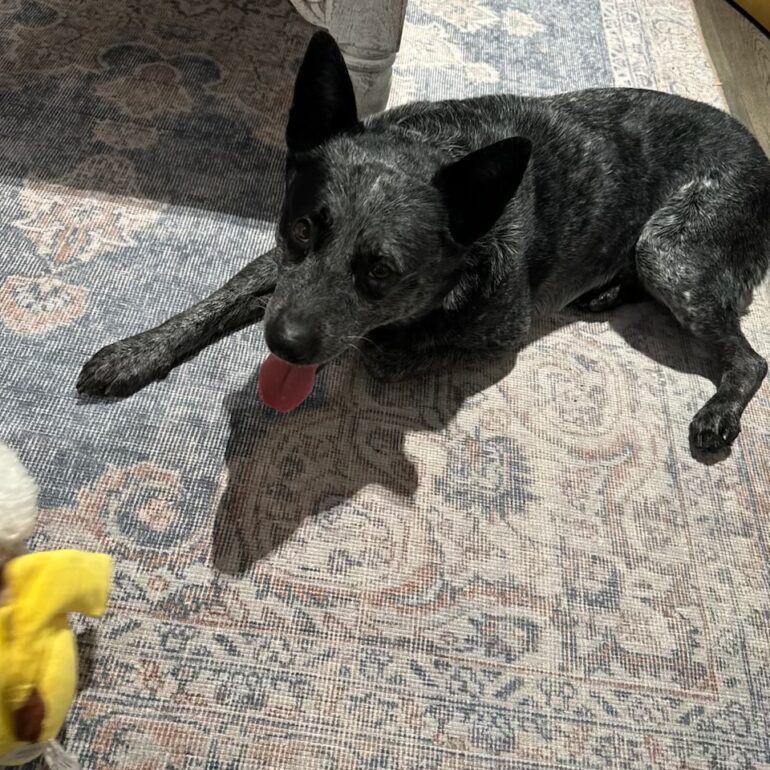 Beau the Blue Dog – Very handsome, male, blue Cattle Dog, 5yo – Melbourne Victoria