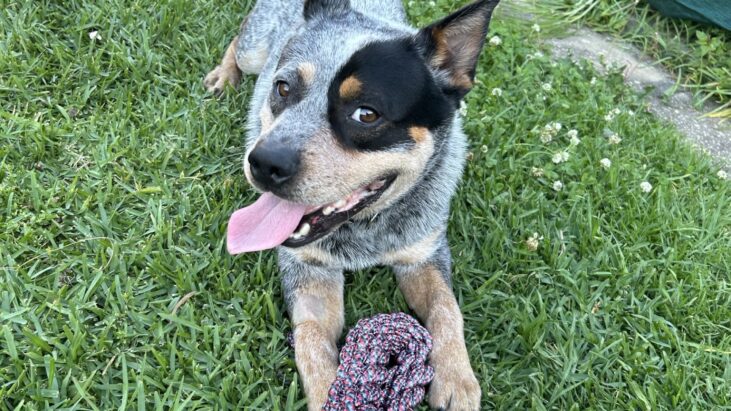 “Donnie” – 3yo Male ACD seeks experienced new home – Wollongong NSW