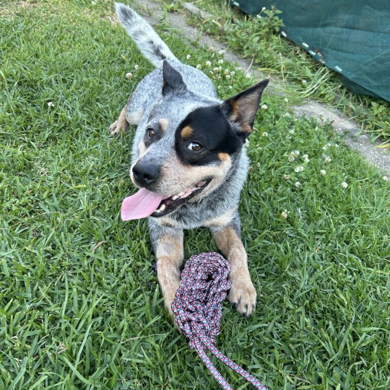 “Donnie” – 3yo Male ACD seeks experienced new home – Wollongong NSW