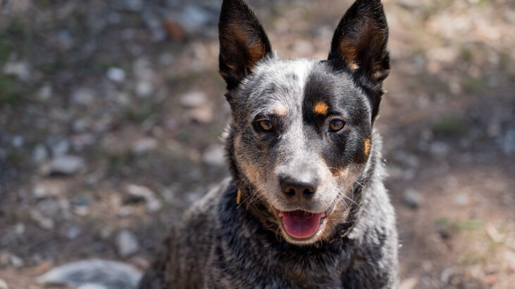 **ADOPTED** “Ziva” Fun and playful 3 year old female ACD looking for an active household – DAS Canberra ACT