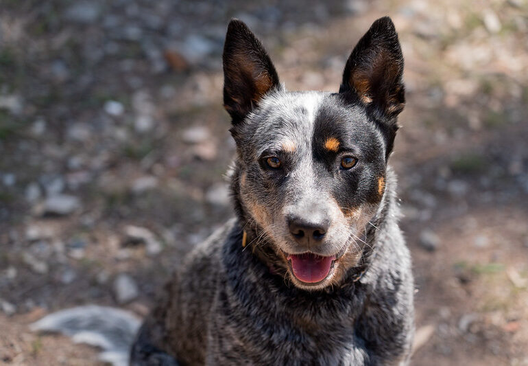 **ADOPTED** “Ziva” Fun and playful 3 year old female ACD looking for an active household – DAS Canberra ACT