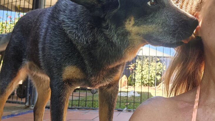 “Jett” – Blue Male ACD, Affectionate and fun.  Location TBA