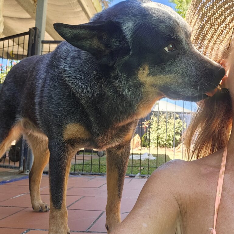 “Jett” – Blue Male ACD, Affectionate and fun – Cairns, QLD