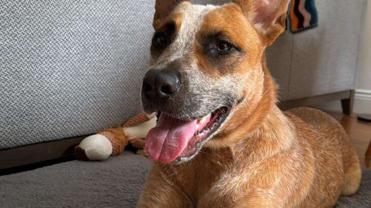 “Riley” – *Special needs*. Adorable, Red ACD mix, 22 months old – Sydney NSW