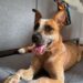 “Riley” – *Special needs*. Adorable, Red ACD mix, 22 months old – Sydney NSW