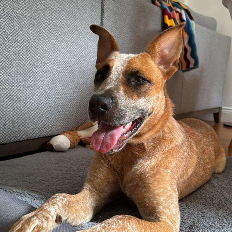 “Riley” – *Special needs*. Adorable, Red ACD mix, 22 months old – Sydney NSW