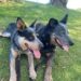 **URGENT** Bruiser and Bailey – two lovely blue ACD’s seek forever home together – Perth WA