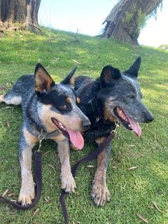 **URGENT** Bruiser and Bailey – two lovely blue ACD’s seek forever home together – Perth WA