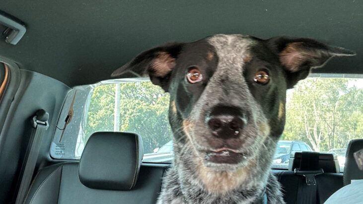 **URGENT** “Blu”- Handsome, 2yo Male, ACD mix, seeks active new home – Tewantin QLD