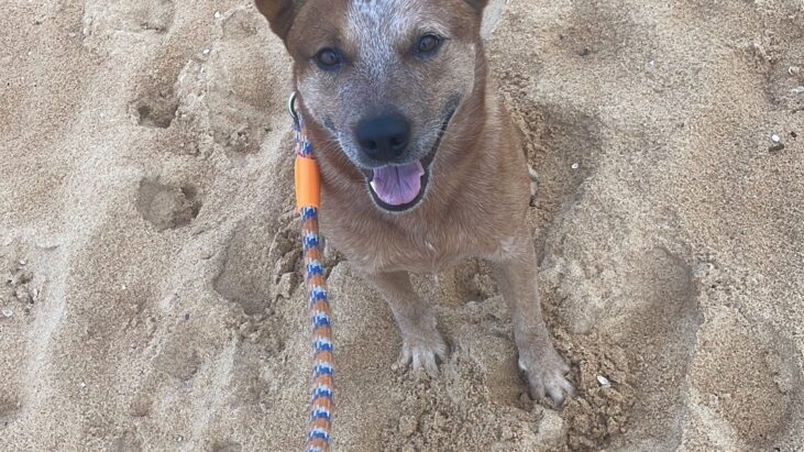 “Kobe” – Intelligent & Stunning, red male ACD – Sydney NSW