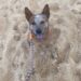 “Kobe” – Intelligent & Stunning, Red Male ACD – Sydney NSW