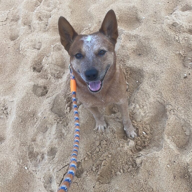 “Kobe” – Intelligent & Stunning, Red Male ACD – Sydney NSW