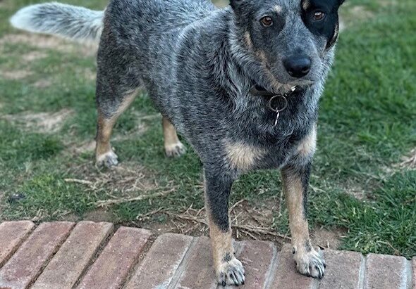 “Pepper” – Pretty, 3yo, female Blue Cattle Dog – Corowa NSW