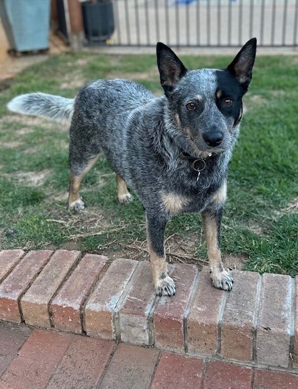 “Pepper” – Pretty, 3yo, female Blue Cattle Dog – Corowa NSW