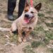 **URGENT** ‘Reggie’ 8 month old red ACD sweet boy looking for a home with older kids and as an only dog – DAS Canberra