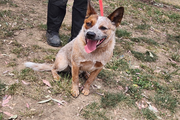 **URGENT** ‘Reggie’ 8 month old red ACD sweet boy looking for a home with older kids and as an only dog – DAS Canberra