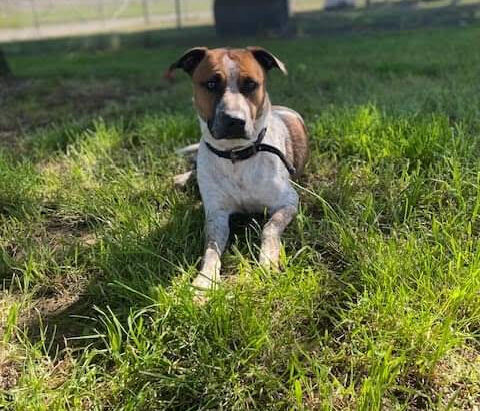 **URGENT** ‘Sally’ ACD X, sweet timid girl looking for a gentle home, dog friendly – Yass Animal Shelter NSW