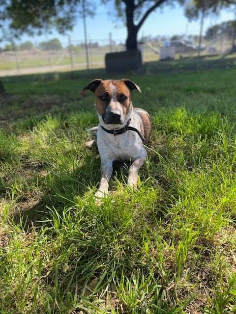 **URGENT** ‘Sally’ ACD X, sweet timid girl looking for a gentle home, dog friendly – Yass Animal Shelter NSW