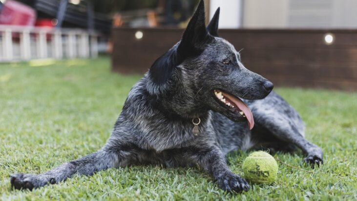 FRANKIE – Stunning Young Female Stumpy Tail Cattle Dog – location TBA