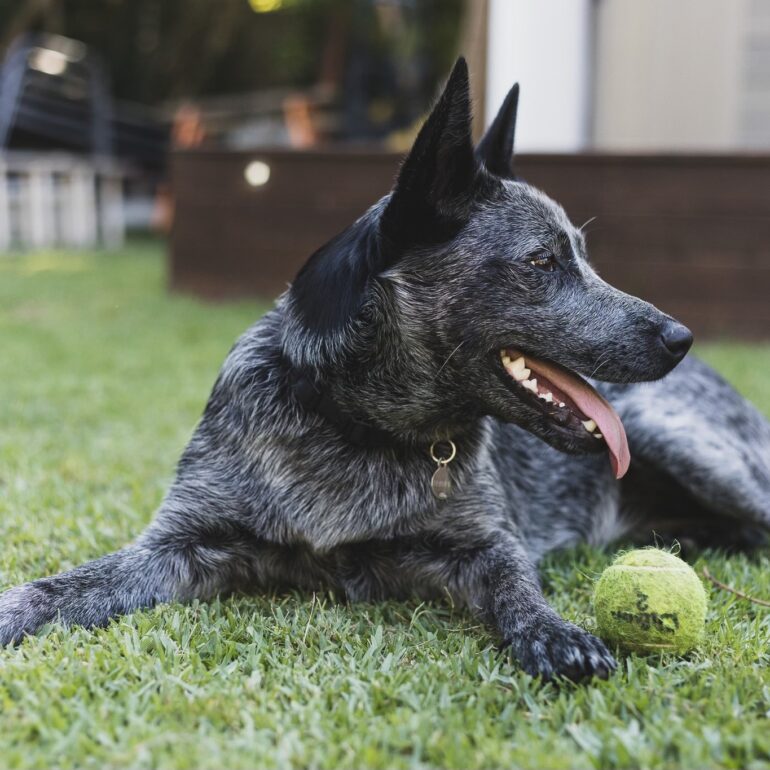 FRANKIE – Stunning Young Female Stumpy Tail Cattle Dog – location TBA