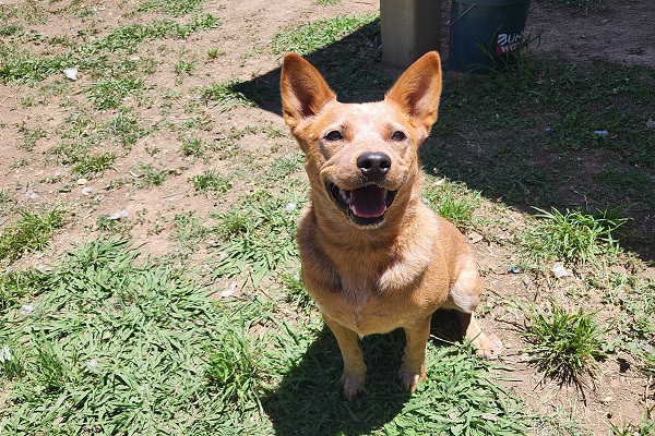 **URGENT** ‘Nona’ lovely 3 year old ACD X, toilet and crate trained and has lovely basic training under her belt – DAS Canberra