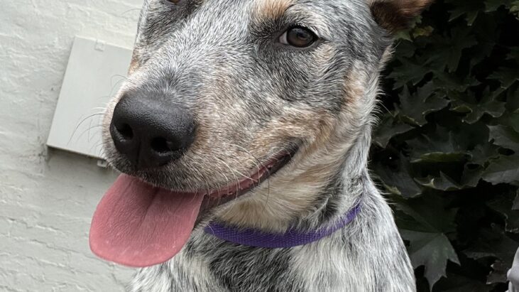 **URGENT** ‘Asha’ ACD X – 6 month old pup, sweet outgoing young girl that would be a great family dog, dog friendly – Queanbeyan Pound NSW